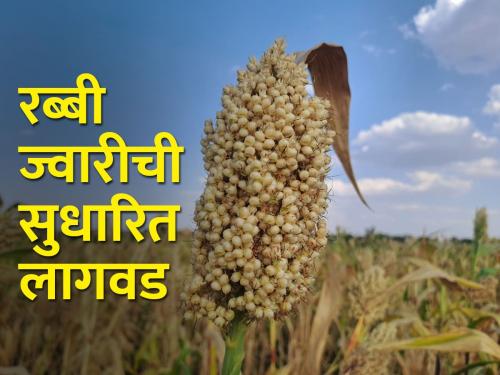 How to cultivate rabbi sorghum in improved method? | रब्बी ज्वारीची सुधारित पद्धतीने लागवड कशी करावी?