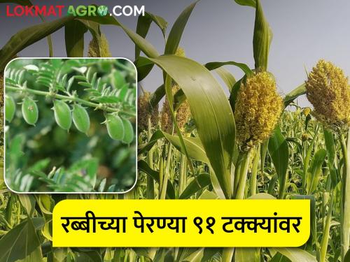 In the rabi area of the state gram increased, jowar decreased | राज्यातील रब्बी क्षेत्रात हरभरा वाढला, ज्वारी घटली