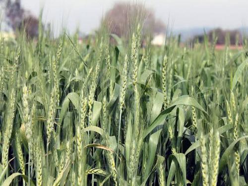 Rabi crop seminar in Vasantrao Naik Marathwada Agricultural University | वसंतराव नाईक मराठवाडा कृषि विद्यापीठात रविवारी रबी पीक परिसंवाद