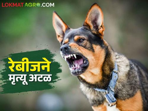 Can rabies occur if an infected dog bites an livestock? | Rabies पिसाळलेला कुत्रा जनावरांना चावला तर काय होऊ शकते?