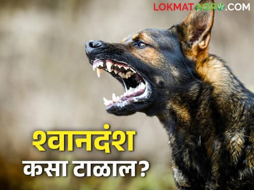 Read in detail what precautions to take to avoid dog bites | कुत्रा चावू नये म्हणून कशी घ्याल खबरदारी वाचा सविस्तर