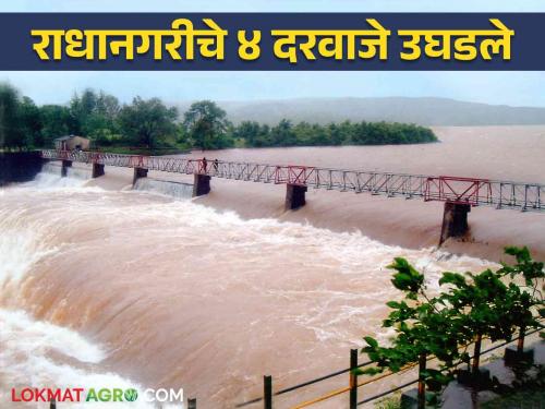 Radhanagari Dam Water Level : Heavy rains in Kolhapur again opened four gates of Radhanagari Dam | Radhanagari Dam Water Level : कोल्हापुरात पुन्हा दमदार पाऊस राधानगरी धरणाचे चार दरवाजे उघडले