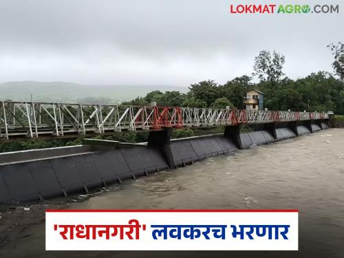 Radhanagari Dam : Heavy rain in Radhanagari dam area; Water level of the dam increases significantly | Radhanagari Dam : राधानगरी धरणक्षेत्रात जोरदार पाऊस; धरणाच्या पाणी पातळीत मोठी वाढ