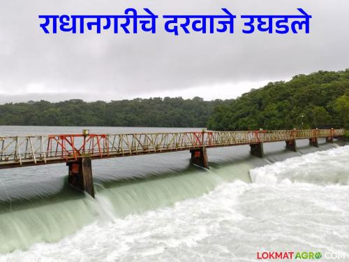 Radhanagari Dam Water : Heavy rain on the ghat; Two gates of Radhanagari Dam open | Radhanagari Dam Water : घाटावर मुसळधार पाऊस; राधानगरी धरणाचे दोन दरवाजे खुले