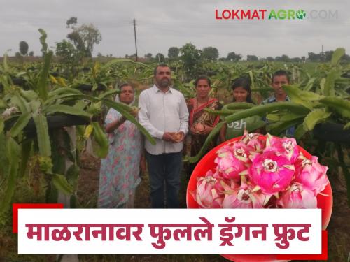 Finding an alternative to onion, Sonawane brothers have flourished their dragon fruit farm, how much income are they getting? | कांद्याला पर्याय शोधला, सोनवणे बंधूंनी फुलवली ड्रॅगन फ्रूटची शेती, उत्पन्न किती मिळतंय?  
