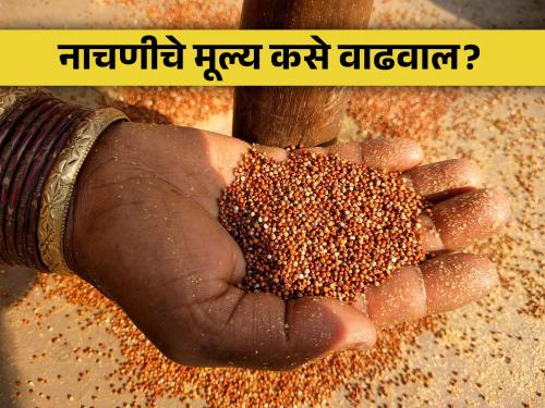 How to process ragi millet grain and increase its price? | नाचणी धान्यावर प्रक्रिया करून व त्याची किंमत कशी वाढवावी?