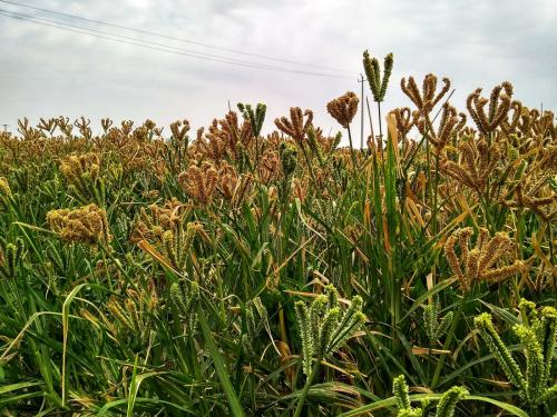 Increase the area under ragi, vari crop | नाचणी, वरी पिकाखालील क्षेत्र वाढवा