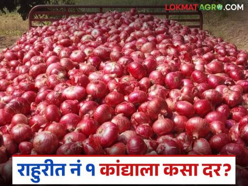 Kanda Bajar Bhav : 18 thousand bags of onions arrived at Rahuri Market Committee; How did the number 1 onion get the price? | Kanda Bajar Bhav : राहुरी बाजार समितीत १८ हजार गोण्याची आवक; नंबर १ कांद्याला कसा मिळाला दर?