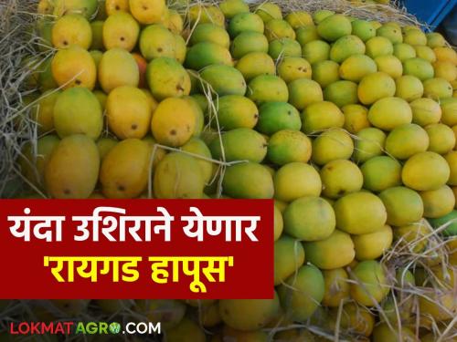 Raigad Hapus : Raigad Hapus can be tasted late; Due to the moisture in the soil, this year the process of ripening mangoes is delayed | Raigad Hapus : रायगड हापूसची चव उशिराने चाखता येणार; जमिनीत ओलावा असल्याने यंदा आंब्याला मोहराची प्रक्रिया उशिराने