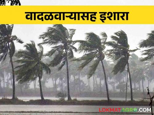 Maharashtra Weather Yellow alert warning in Konkan, Marathwada | Maharashtra Weather कोकण, मराठवाड्यात यलो अलर्टचा इशारा