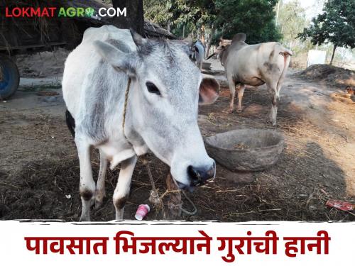 Animal Care Don't let cattle get wet in the rain; Illness will bring financial loss | Animal Care नका भिजू देऊ गुरांना पावसात; आजारपणाची साथ घेऊन येईल आर्थिक हानी दारात