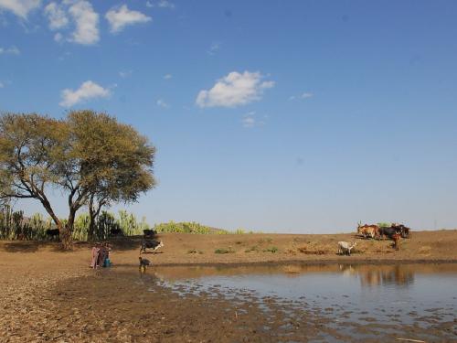 See if it rains and prepare for drought! | पाऊस पडतो का बघा अन् दुष्काळाच्या तयारीला लागा!