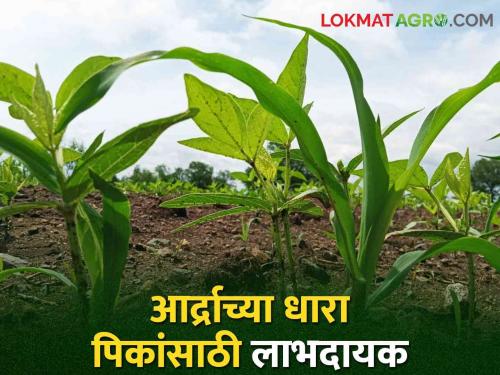 relief to farmers; Ardra nakshatra rain is beneficial for young crops | शेतकऱ्यांना दिलासा; आर्द्राचा पाऊस ठरतोय कोवळ्या पिकांसाठी लाभदायक
