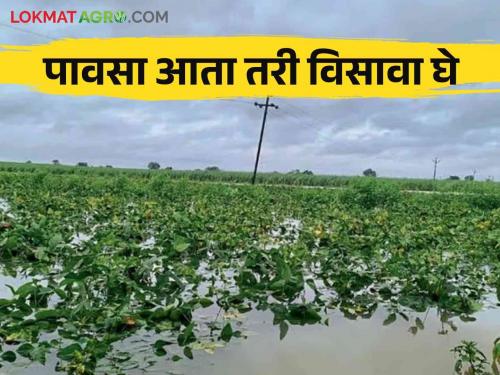 Crop Damage : Heavy damage to kharif crops due to return rains | Crop Damage : परतीच्या पावसाने खरीप पिकांचे मोठे नुकसान; शेतकऱ्यांच्या डोळ्यात पाणी