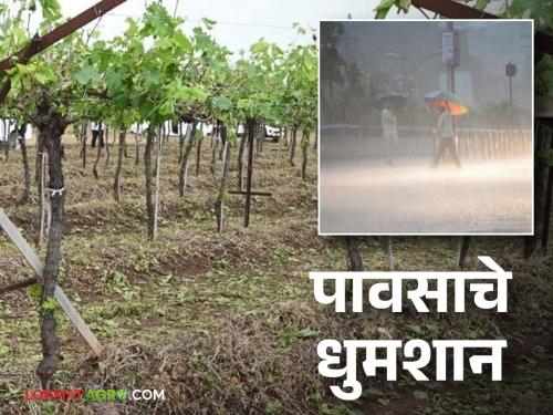 Nashik Rain : Return of rain in Nashik district; Read more about the hit to the vineyard | Nashik Rain : नाशिक जिल्ह्यात परतीच्या पावसाचा धुमाकूळ; द्राक्ष बागेला फटका वाचा सविस्तर