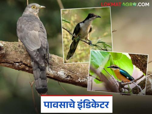 In nature, these birds know when the rain will come? How do they predict it? Find out in detail? | निसर्गात ह्या पक्षांना कळते कधी येणार पाऊस? कसे लावतात अंदाज? जाणून घ्या सविस्तर?