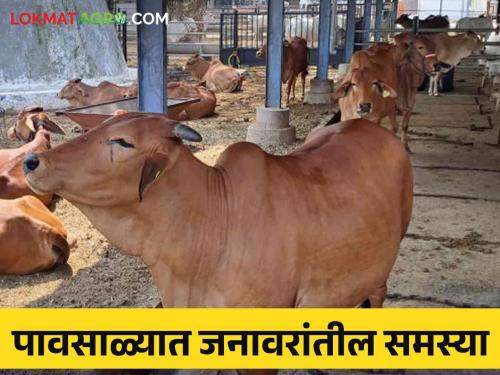 How to take care of livestock during rainy season? | पावसाळ्यात जनावरांत कोणकोणते रोग येतात.. त्यावर हे करा सोपे उपाय