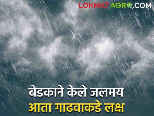 constellation of rain; The elephant betrayed, the frog made Jalmay, now pay attention to the donkey! | पावसाचे नक्षत्र; हत्तीने दगा दिला, बेडकाने केले जलमय, आता गाढवाकडे लक्ष!