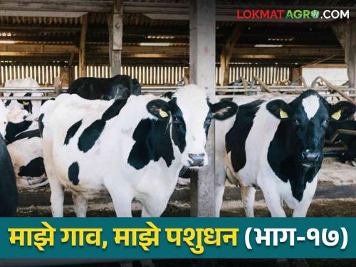 Implement this four step program to manage livestock during monsoons | पावसाळ्यात जनावरांचे व्यवस्थापन करण्यासाठी राबवा हा चारसूत्री कार्यक्रम