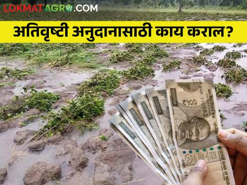 Latest News get flood damage subsidy for farmers see Details | अतिवृष्टी अनुदान मिळवण्यासाठी काय कराल? इथ वाचा सविस्तर 