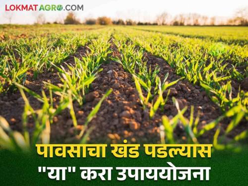 The rain stopped; "these" measure plan for crop growth  | पावसाचा खंड पडला; पिकांच्या वाढीसाठी "या" करा उपाय योजना. वाचा सविस्तर