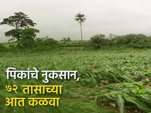 In case of crop damage due to rain, report within 72 hours | पावसामुळे पिकांचे नुकसान झाल्यास ७२ तासांत कळवा