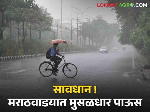 Marathwada rain alert : Heavy rain in Marathwada | Marathwada rain alert : मराठवाडयात जोरदार पाऊस