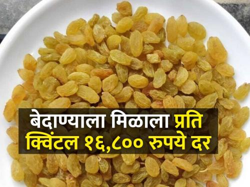 Market Bid of Jaggery, Raisins and Turmeric started on Muhurta | मुहूर्तावर झाले गूळ, बेदाणा, हळदीचे सौदे सुरु