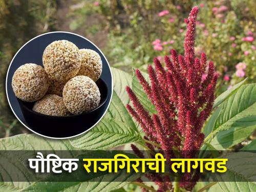 How to plant rajgira amaranth crop in rabi? | रब्बीत राजगिरा पिकाची लागवड कशी कराल?