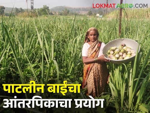 What are you saying.. Intercropping of brinjal in sugarcane; In 18 gunta, the income is about one and half lakh | काय सांगताय.. ऊसात वांग्याचे आंतरपिक; १८ गुंठ्यात तब्बल सव्वा लाखाचे उत्पन्न