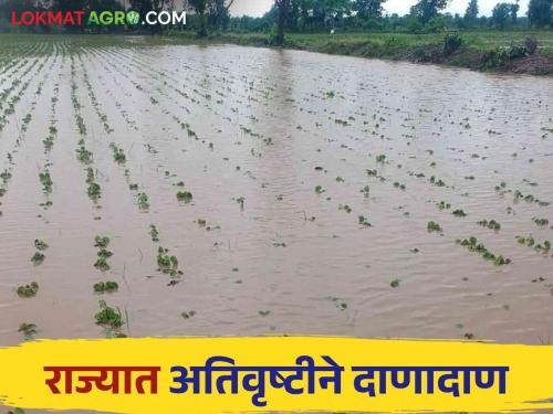 Maharashtra Rain Update : Heavy rains in Maharashtra; Water is water in rivers and hills | Maharashtra Rain Update : परतीच्या पावसाचा जोर'धार'; नद्या अन् शिवारात पाणीच पाणी