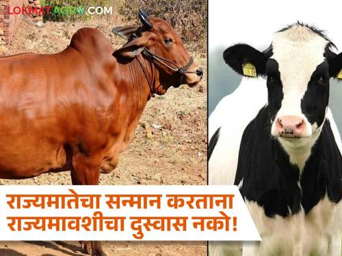 A comparative study of hybrid cows with native cows is the need of upcoming days | देशी गाईंशी संकरित गाईंचा तुलनात्मक अभ्यास होणे काळाची गरज