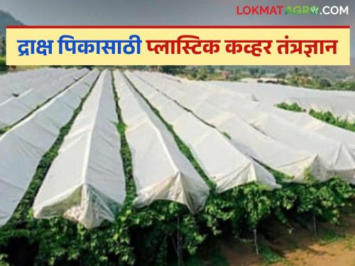 Latest News Grape Crop Cover Plastic cover technology for grape crop under National Agriculture Scheme, read in detail | Grape Crop Cover : राष्ट्रीय कृषी योजनेंतर्गत द्राक्ष पिकासाठी प्लास्टिक कव्हर तंत्रज्ञान, वाचा सविस्तर