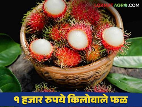 Rambutan Fruit : This new fruit is sold at 1000 rupees per kg in Solapur market | Rambutan Fruit : सोलापूर मार्केटमध्ये आलंय १ हजार रुपये किलोने विकले जाणारे हे नवीन फळ