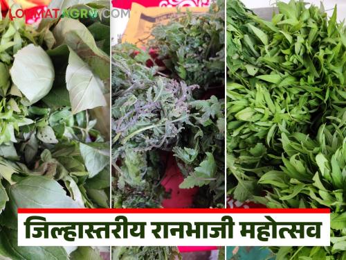 Latest News ranbhaji Festival in Nashik, 40 types of rare wild vegetables see details | Ranbhaji : नाशिकमध्ये रानभाजी महोत्सव, 40 हून अधिक प्रकारच्या दुर्मिळ रानभाज्यांची चंगळ 