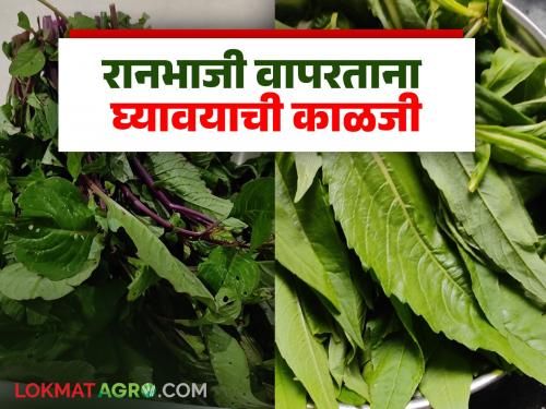 Latest News Ran bhaji Recipe keep these things in mind when preparing ranbhaji | Ranbhaji : आरोग्यदायी रानभाज्यांची रेलचेल, रानभाजी बनवतांना 'या' गोष्टी लक्षात ठेवा!
