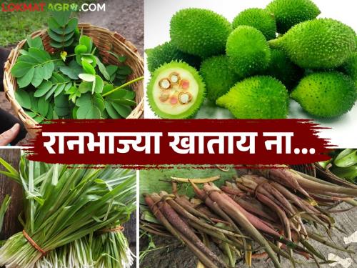 Ranbhajya : The magic of wild vegetables during the monsoon; Along with their taste, these wild vegetables also have great health benefits | Ranbhajya: पावसाळ्यात रानभाज्यांची जादू; चवीबरोबरच 'या' रानभाज्यांचा आरोग्यालाही मोठा फायदा