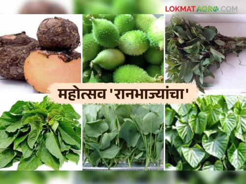 Ranbhaji Mahotsav : Wild Vegetable Festival to make people aware about nutritious vegetables | Ranbhaji Mahotsav : पौष्टिक भाज्यांबाबत लोकांना जागरुक करण्यासाठी रानभाजी महोत्सव