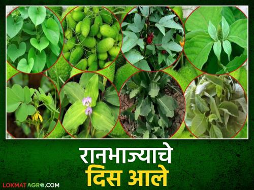 Ranbhaji Bajar : Palghar's wild vegetable market that preserves the conservation and diversity of wild vegetables | Ranbhaji Bajar : रानभाज्यांचे संवर्धन आणि विविधता जपणारा पालघरचा रानभाजी बाजार
