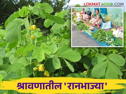 Ranbhaji: Importance for health of Ranbhaji in Shravan, which vegetables are eaten on which day | Ranbhaji: श्रावणात रानभाज्यांचे आहारातील महत्व कोणत्या दिवशी कोणती भाजी खातात