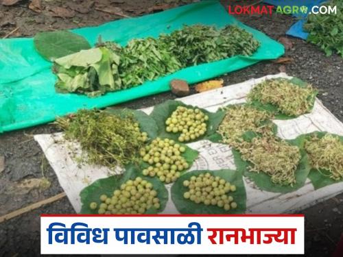 Latest News Ranbhajya Check out this list of healthy monsoon wild vegetables | Ranbhajya : 'ही' पहा आरोग्यदायी पावसाळी रानभाज्यांची यादी, वाचा फायदे अन् गुणधर्म