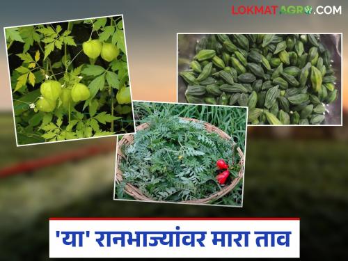 Ranbhajya : Be sure to try these healthy wild vegetables that have hit the market this year | Ranbhajya : बाजारात आलेल्या 'या' आरोग्यवर्धक रानभाज्यांवर यंदा नक्की मारा ताव