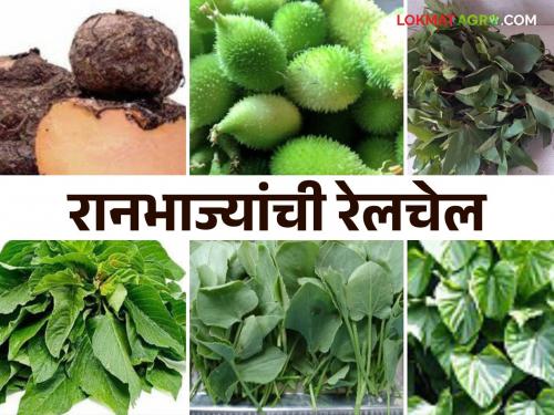 Ranbhajya : Read in detail which wild vegetables to eat for nutritious food during monsoons | Ranbhajya : पावसाळ्यात पोषक आहारासाठी कोणत्या रानभाज्या खाल वाचा सविस्तर