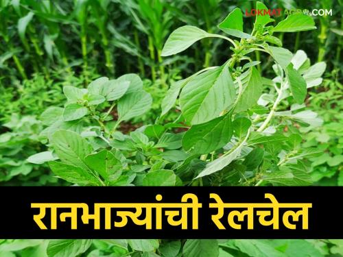 Here are the top five wild vegetables that are all-rounders | या आहेत टॉप फाईव्ह रानभाज्या ज्या आहेत सर्वगुणसंपन्न