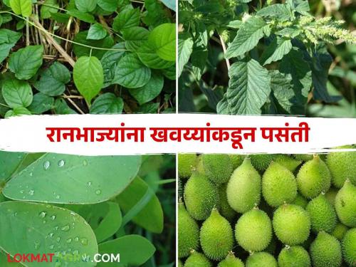 Naturally grown wild vegetables are nutritious | Naturally grown wild vegetables are nutritious : नैसर्गिकरित्या पिकवलेल्या रानभाज्या गुणकारी