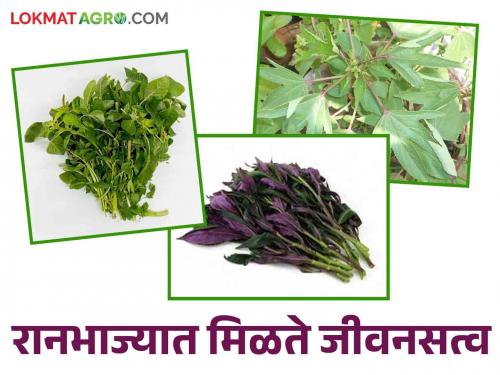 Raan bhaji : Eat raan bhaji during monsoons; Improve health | Raan bhaji : पावसाळ्यात रानभाज्या खा; आरोग्य सुधारा