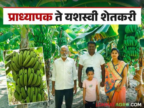 Farmer Success Story : A double higher degree holder left his job as a professor and started farming to export bananas | Farmer Success Story : डबल उच्च पदवीधारकाने प्राध्यापकाची नोकरी सोडून शेती करत केली केळी एक्सपोर्ट