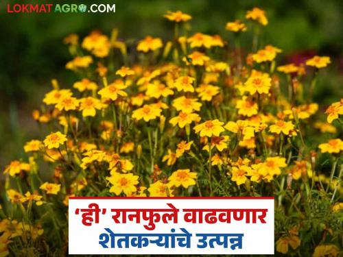 Wild Marigold Flowers : The plateaus of Melghat, Madhya Pradesh are adorned with wild marigold flowers; Traditional crop enchants tourists | Wild Marigold Flowers : मेळघाट, मध्य प्रदेशचे पठार जगनीच्या फुलांनी हळदले; पारंपरिक पिकाने पर्यटकांना मोहिनी