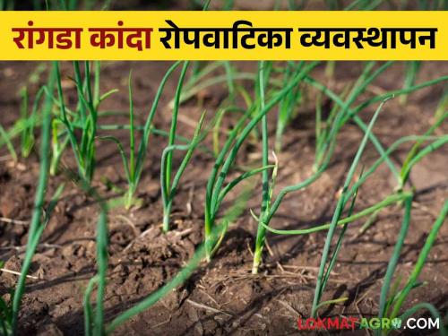 Latest News Onion Nursery Management how to manage onion nursery see details | Onion Nursery Management : रांगडा कांदा रोपवाटिकेचे व्यवस्थापन कसे कराल? वाचा सविस्तर