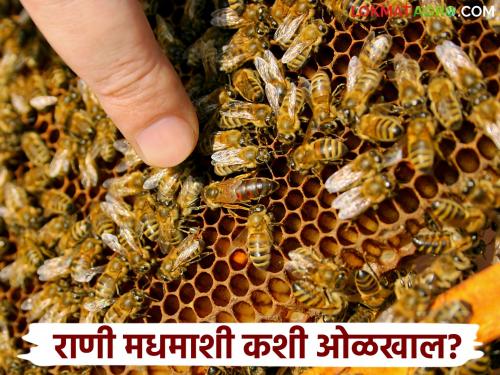 What is the role of the queen bee in beekeeping? How to identify her? Learn in detail | मधमाशीपालनात राणी माशी काय काम करते? तिला कशी ओळखायची? जाणून घ्या सविस्तर